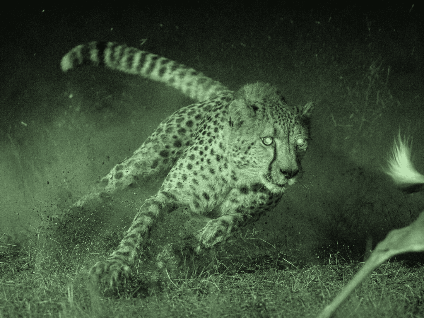panel 6 — cheetah in action at night